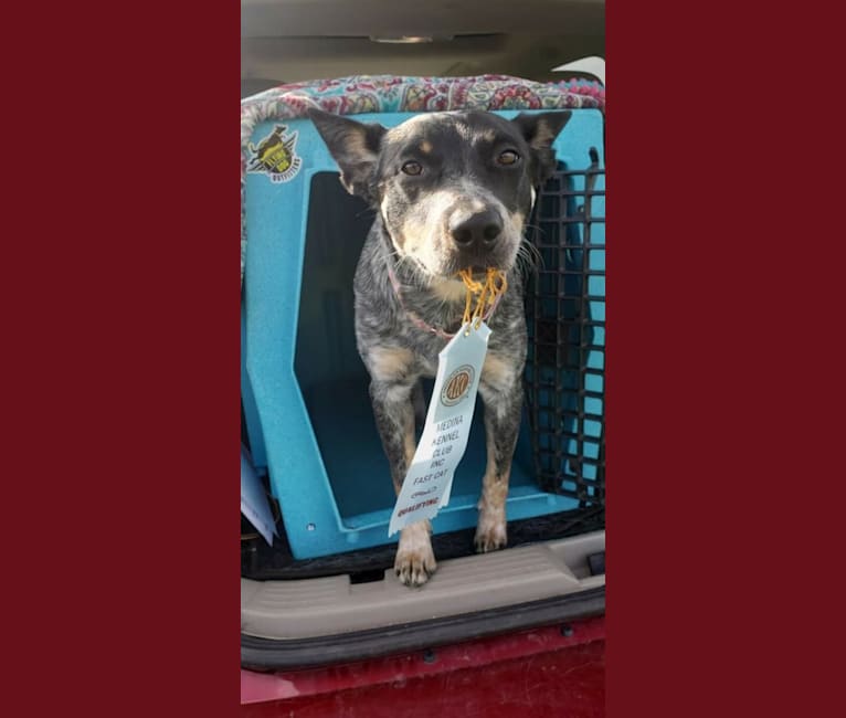 Millie AKA The Masked Millie, an Australian Cattle Dog tested with EmbarkVet.com