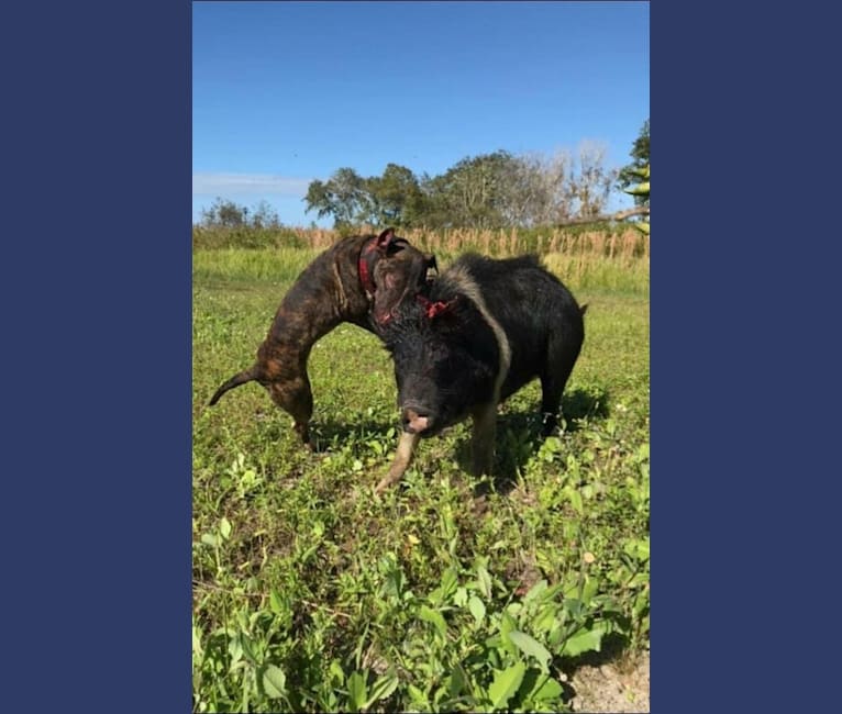 Serendipity, a Bull Terrier tested with EmbarkVet.com