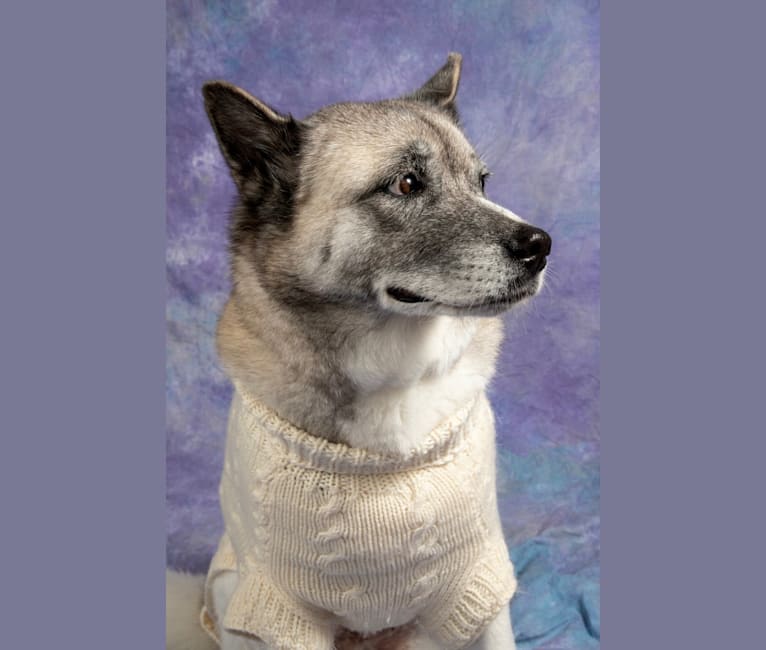 Ashi, an Akita and Siberian Husky mix tested with EmbarkVet.com