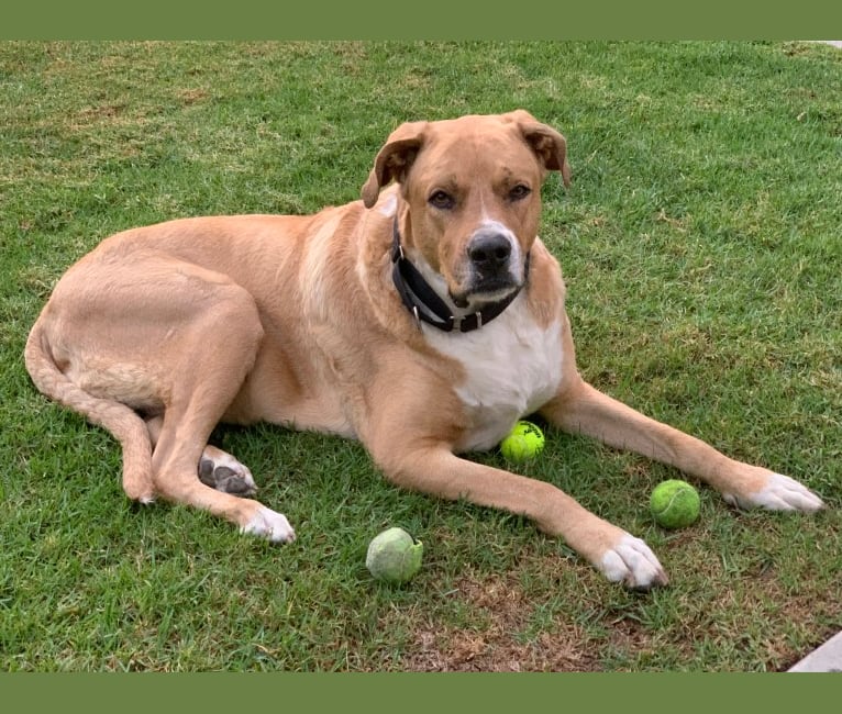 Roscoe, an American Pit Bull Terrier and German Shepherd Dog mix tested with EmbarkVet.com