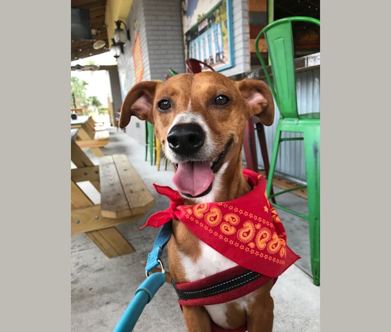 Earl Grey, a Rat Terrier and Rottweiler mix tested with EmbarkVet.com
