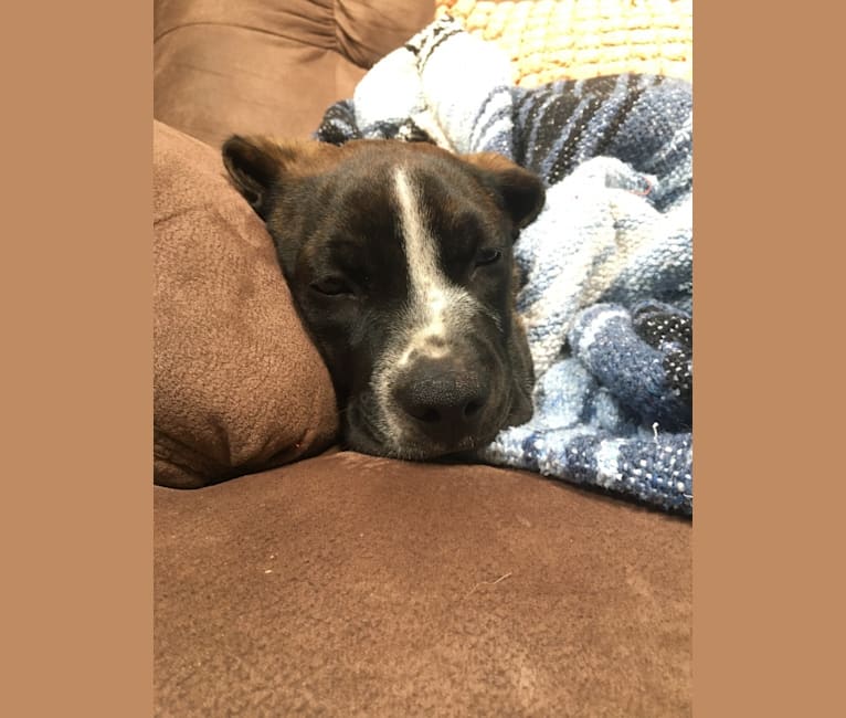 Smudge, a Golden Retriever and Boston Terrier mix tested with EmbarkVet.com