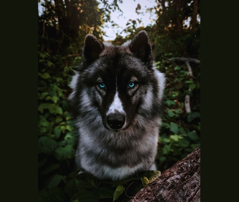 Photo of Adhara Citlali Esadowa, a Siberian Husky  in United States