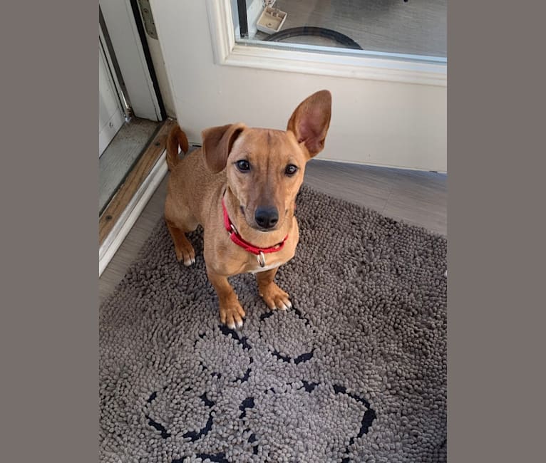 Mountain cur terrier sales mix