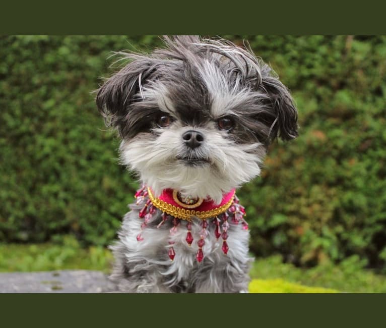 Half maltese half chihuahua outlet
