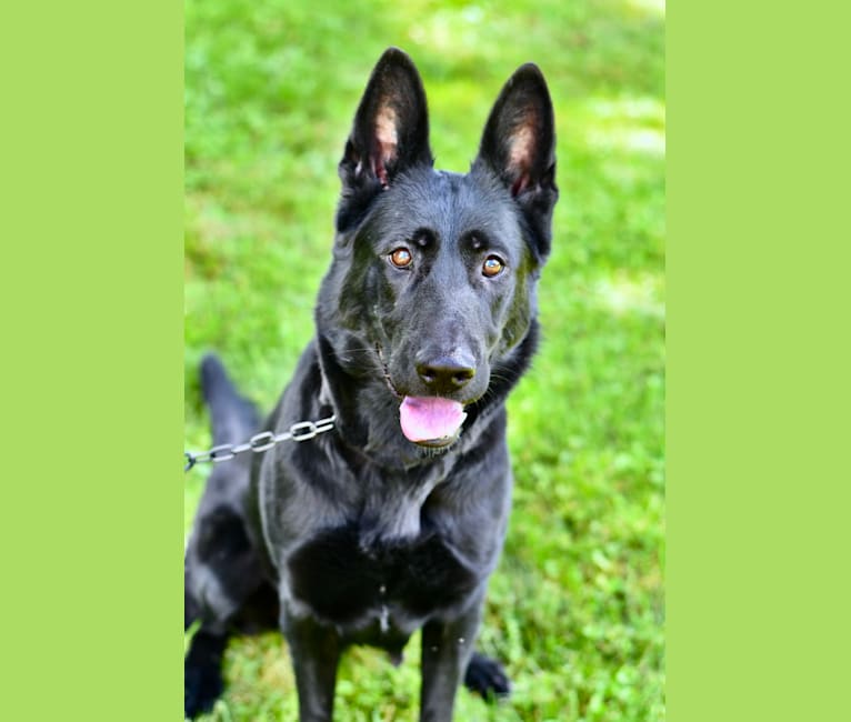 Zaira, a German Shepherd Dog tested with EmbarkVet.com