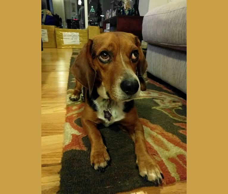 Willie, a Beagle tested with EmbarkVet.com