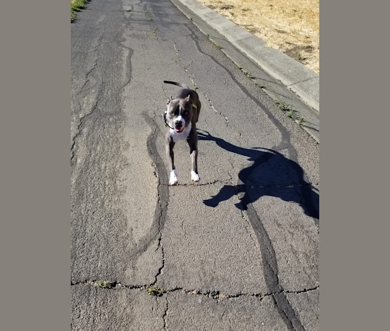 MaSiWei, an American Bully tested with EmbarkVet.com