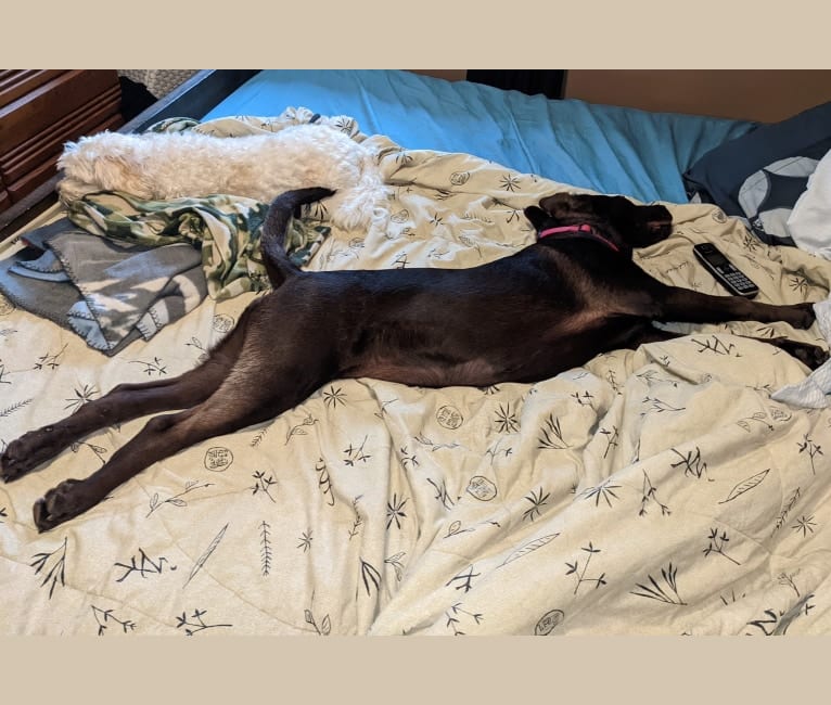 Cedar, a Neapolitan Mastiff and Cane Corso mix tested with EmbarkVet.com
