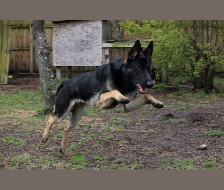 Cinder Von Surtr, a German Shepherd Dog tested with EmbarkVet.com