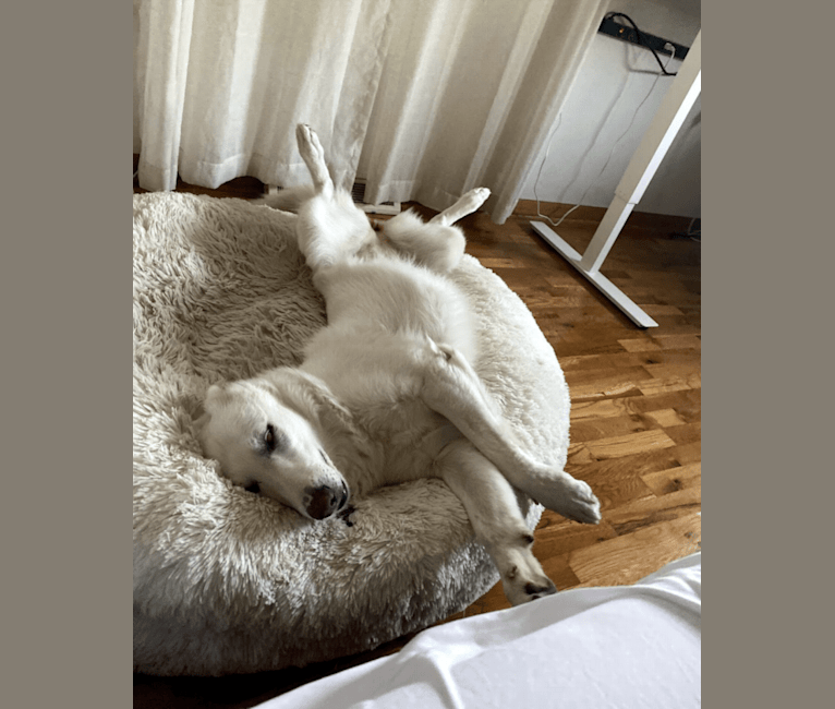 Lawine, a German Shepherd Dog tested with EmbarkVet.com