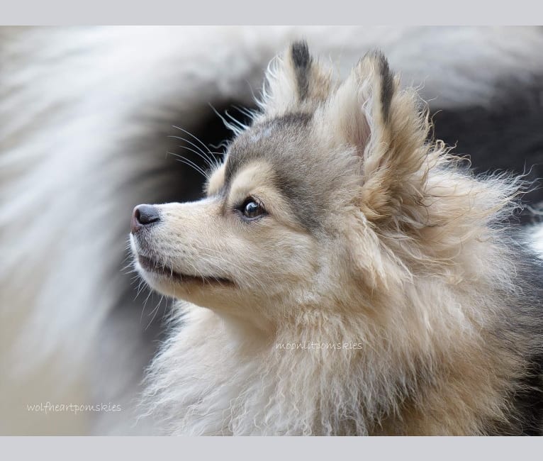 Satine, a Pomsky tested with EmbarkVet.com