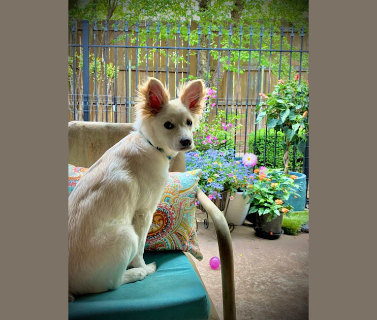 Simkah, a Chihuahua and Russell-type Terrier mix tested with EmbarkVet.com