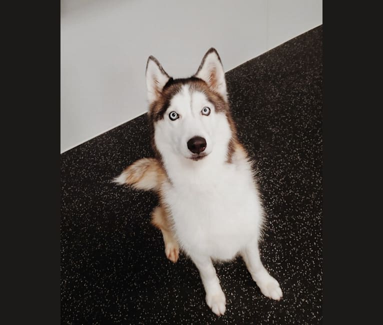 Photo of Zeke, a Siberian Husky (6.8% unresolved) in Corona, CA, USA