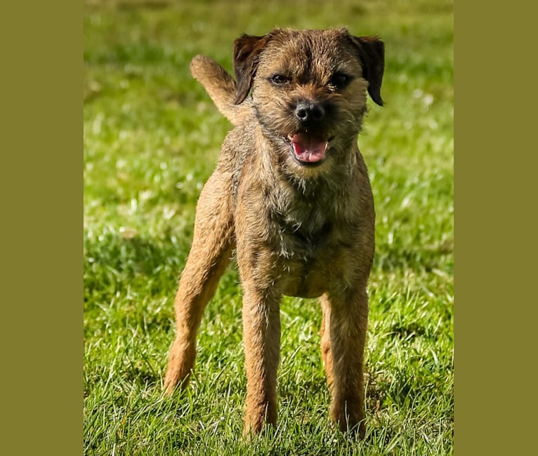 Fortune Cookie from Dawi's Rhapsody, a Border Terrier tested with EmbarkVet.com