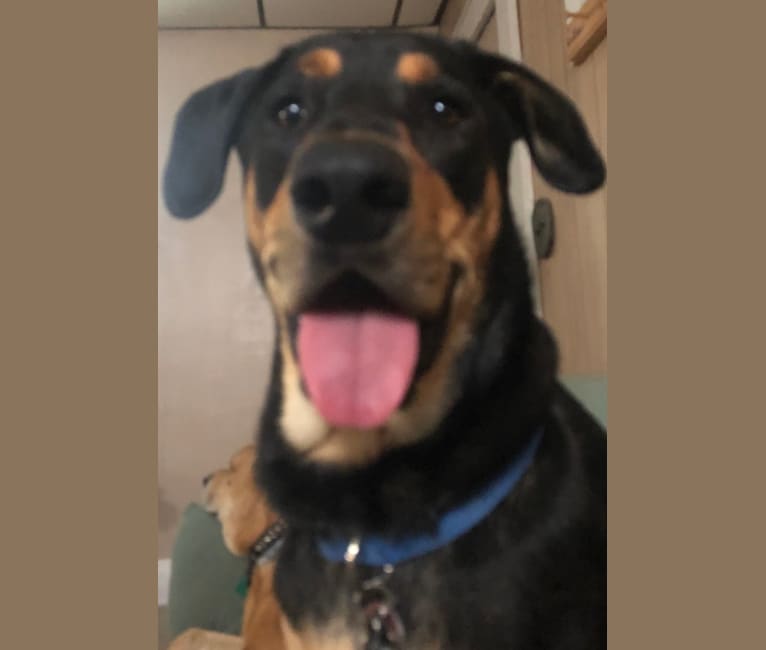 Wyatt, a Labrador Retriever and Doberman Pinscher mix tested with EmbarkVet.com
