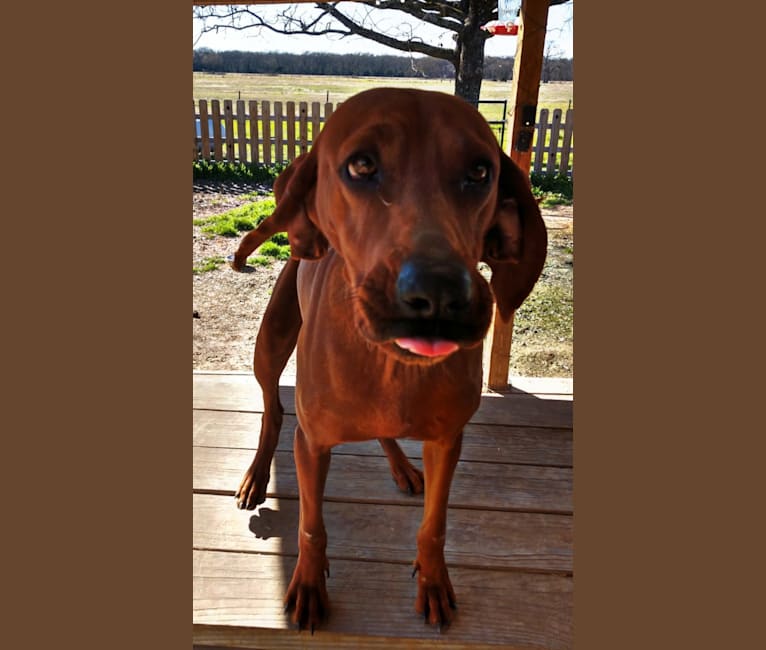 PR MCR Clementine Rose, a Redbone Coonhound tested with EmbarkVet.com