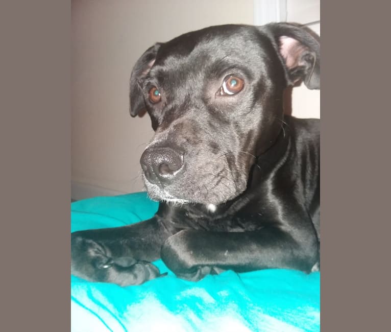 Marshall, an American Pit Bull Terrier and Labrador Retriever mix tested with EmbarkVet.com
