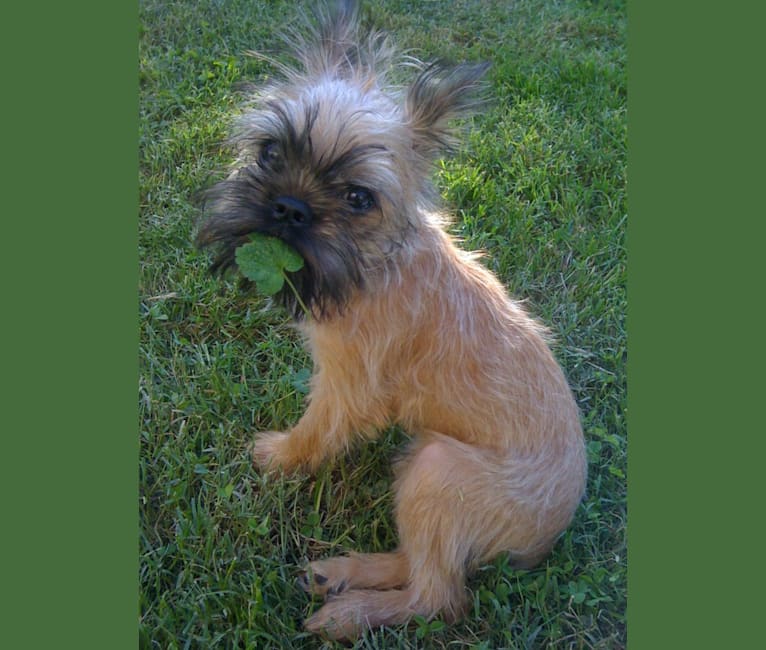 Groucho, a Brussels Griffon tested with EmbarkVet.com