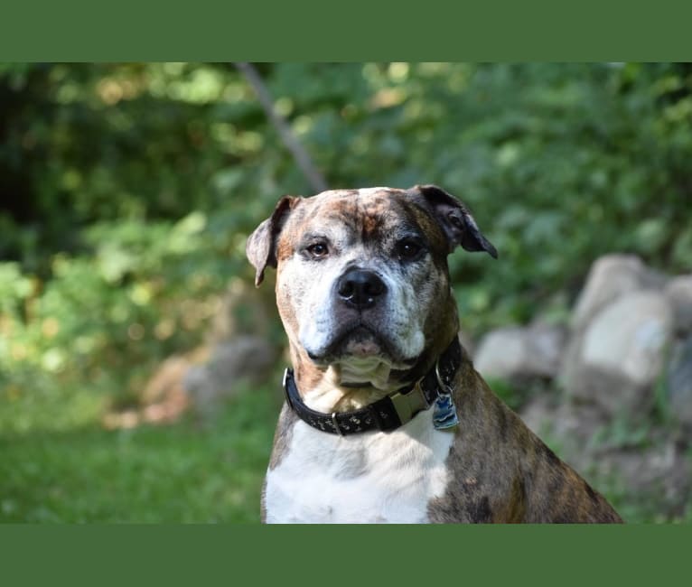 Jackson, an American Pit Bull Terrier and Bulldog mix tested with EmbarkVet.com