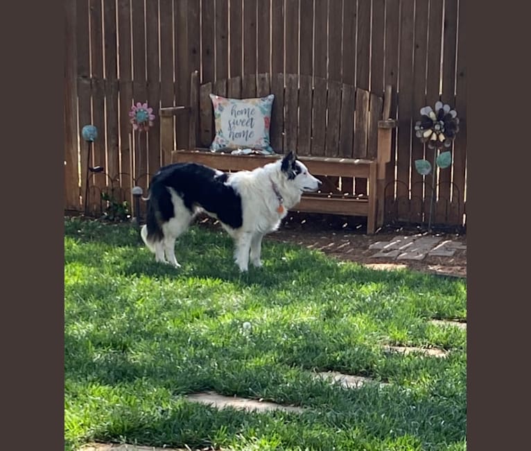 Poppy, a Border Collie tested with EmbarkVet.com