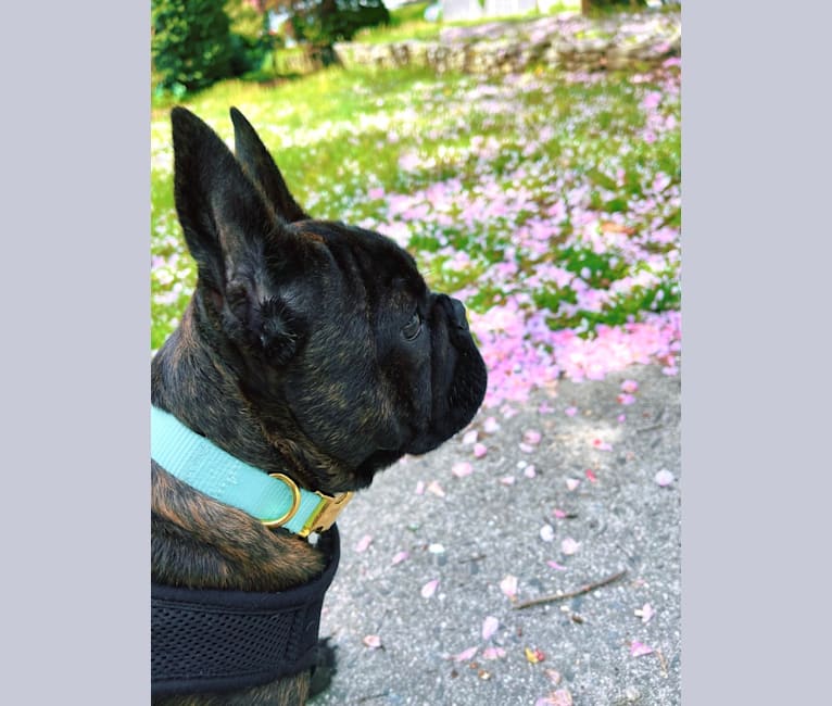 Bruno, a French Bulldog and Boston Terrier mix tested with EmbarkVet.com
