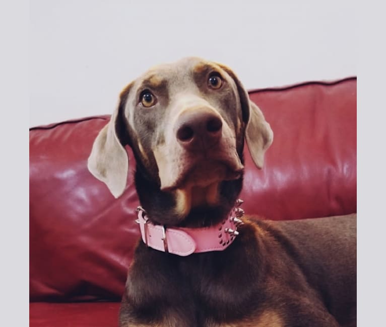 doberman pinscher siberian husky mix