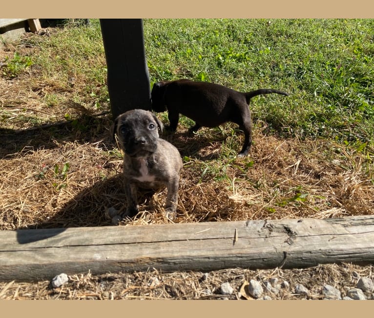 Bindi, an American Pit Bull Terrier tested with EmbarkVet.com