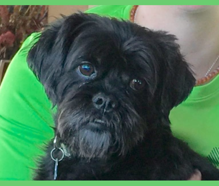 Embark Dog DNA Test Breed