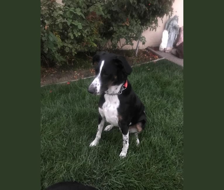 Boomer, an Australian Cattle Dog and Poodle (Standard) mix tested with EmbarkVet.com