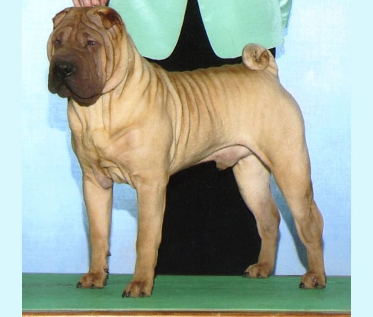 IDOL, a Chinese Shar-Pei tested with EmbarkVet.com