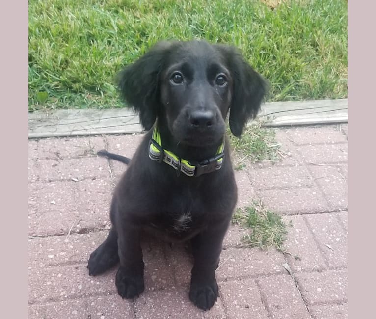 German shepherd irish setter mix puppies for sale outlet