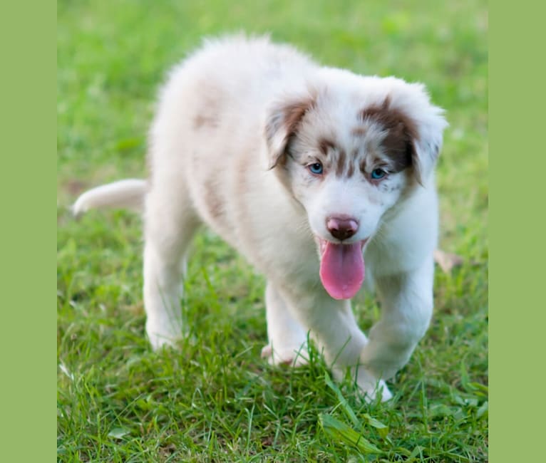 Spurs N Ashes, a Border Collie tested with EmbarkVet.com