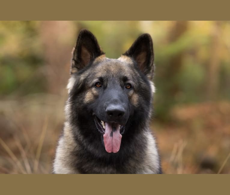 Odín, a Shiloh Shepherd tested with EmbarkVet.com