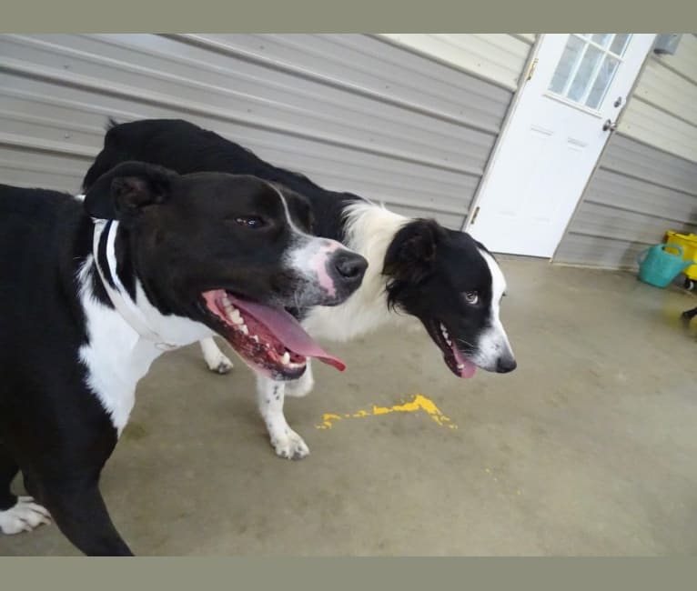 Roger, an American Bully and Rat Terrier mix tested with EmbarkVet.com