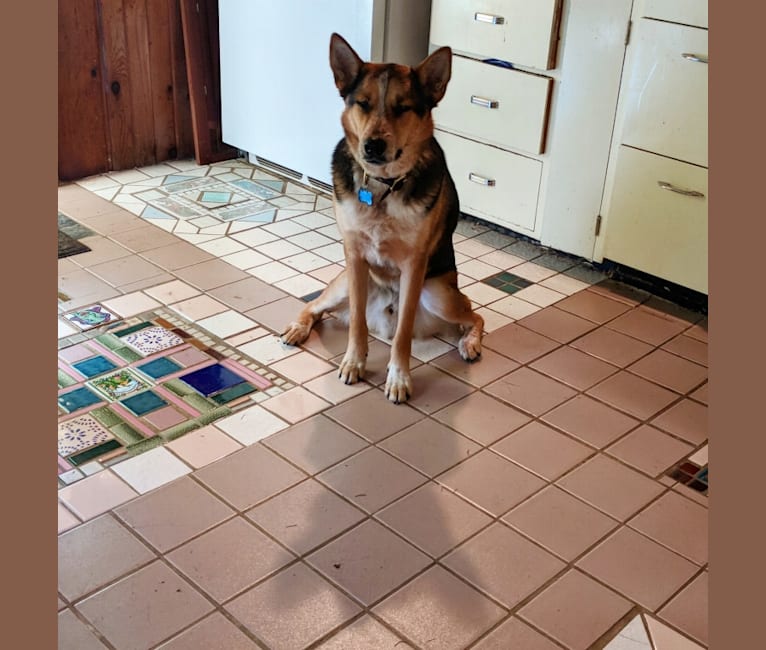 Kaze (kah-zay), an Australian Cattle Dog and Siberian Husky mix tested with EmbarkVet.com