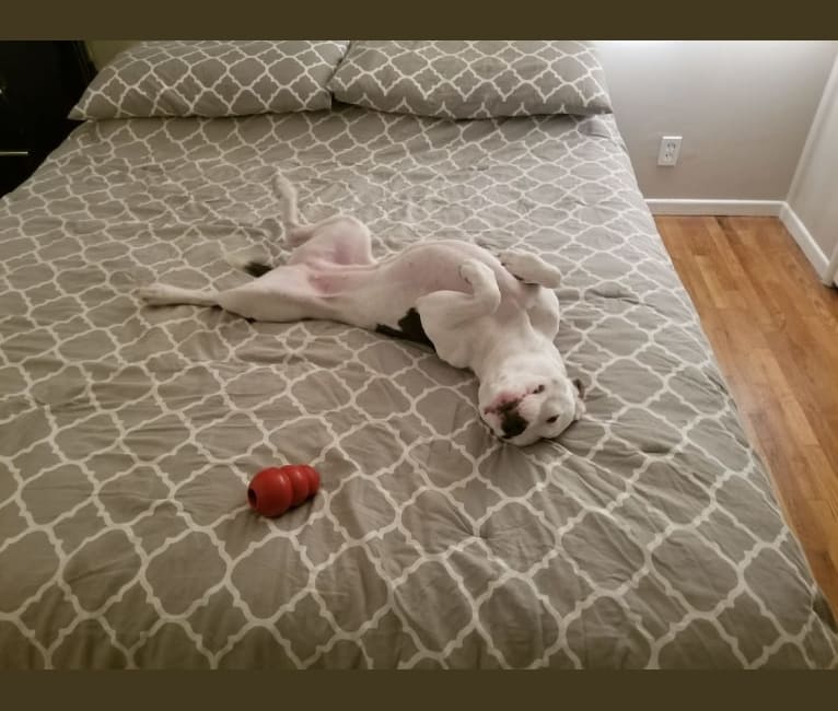 Luna, an American Pit Bull Terrier and American Staffordshire Terrier mix tested with EmbarkVet.com