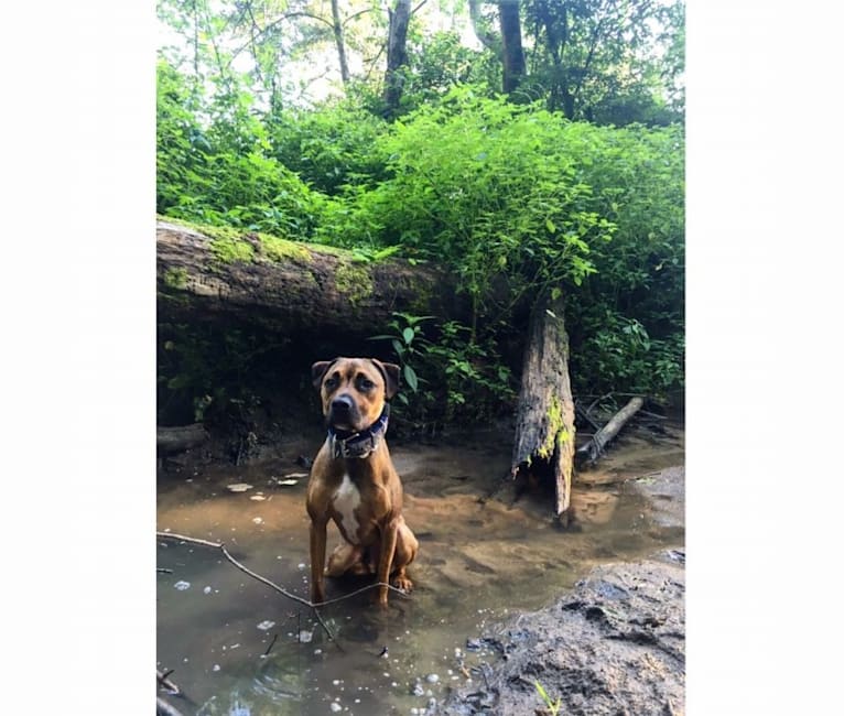 Sergeant, an American Pit Bull Terrier and American Staffordshire Terrier mix tested with EmbarkVet.com