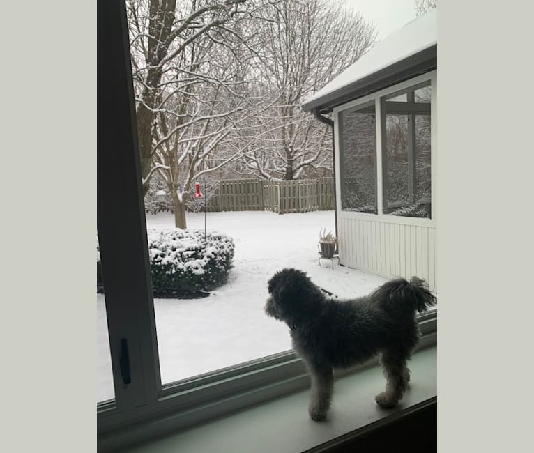 Bear, a Poodle (Small) and Shih Tzu mix tested with EmbarkVet.com
