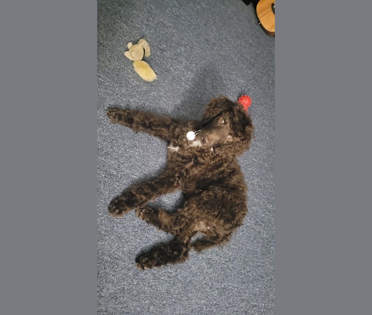 Photo of Dewy, a Poodle (Standard)  in 11340 N 3650, Ballard, UT, USA