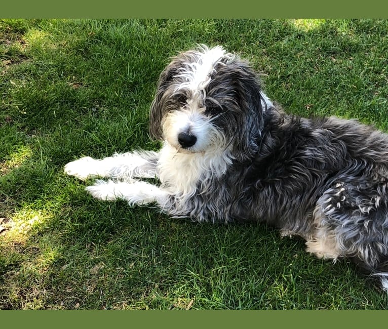 Beagle x bichon hotsell frise