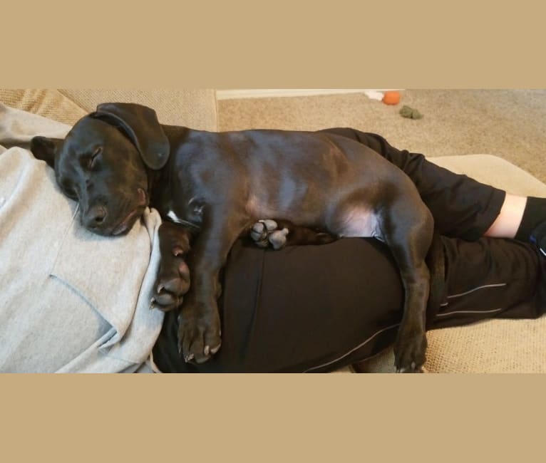Embark Dog DNA Test Breed