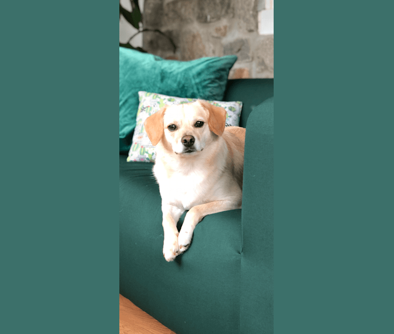 Louis, a Beagle and Miniature Pinscher mix tested with EmbarkVet.com
