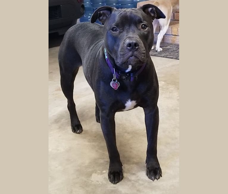 Daisy, an American Staffordshire Terrier tested with EmbarkVet.com