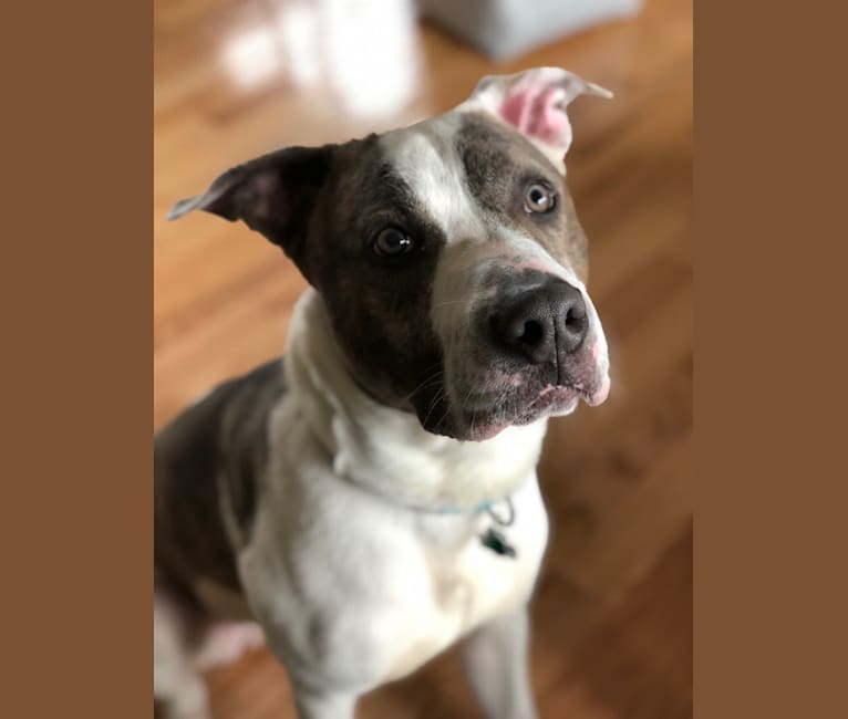 Photo of Chief, an American Pit Bull Terrier and American Staffordshire Terrier mix in Georgia, USA