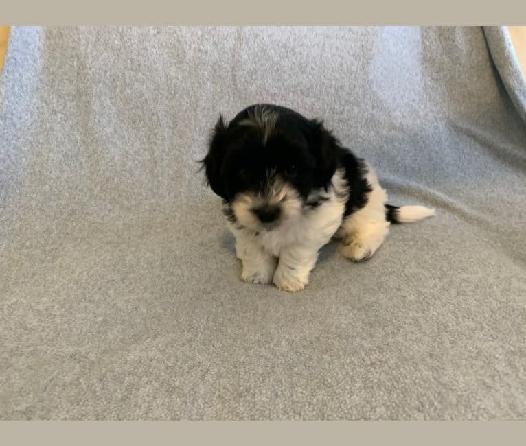 Curly, a Coton de Tulear tested with EmbarkVet.com