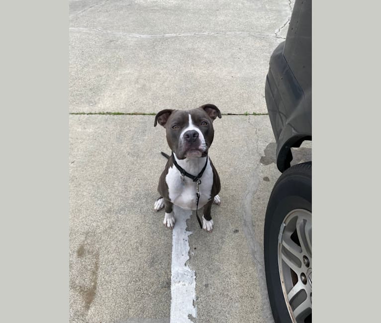 MaSiWei, an American Bully tested with EmbarkVet.com