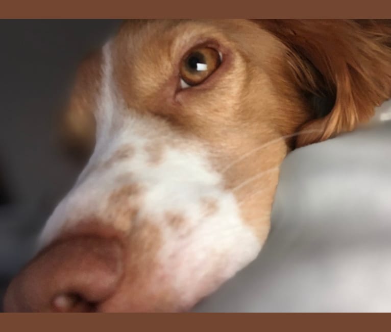 Rusty, a Brittany and Beagle mix tested with EmbarkVet.com