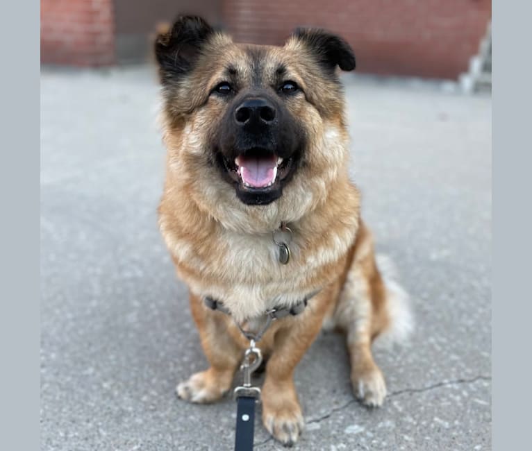 Tater, a West Asian Village Dog tested with EmbarkVet.com