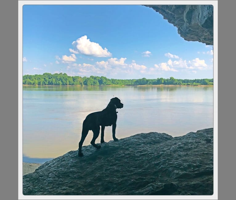 BlackDog Grim, a Cane Corso tested with EmbarkVet.com